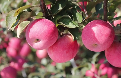 革命老區的海大蘋果王